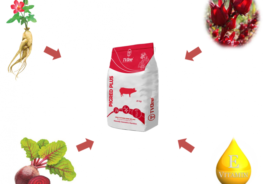 CƠ CHẾ ĐẶC BIỆT CỦA PIGRED PLUS GIÚP HEO DA HỒNG, LÔNG MƯỢT, ĐỎ THỊT